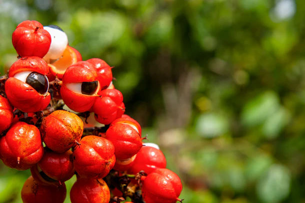 Guarana Extract